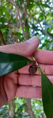 Pouteria beaurepairei
