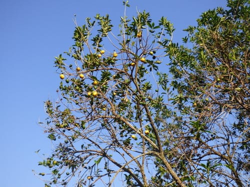 Pouteria caimito