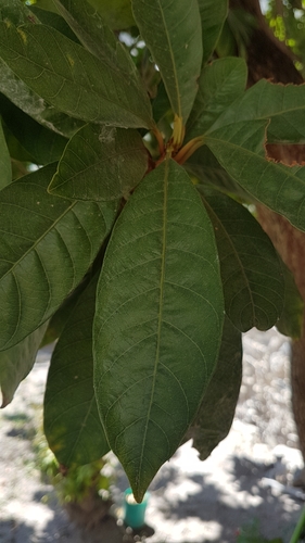 Pouteria campechiana