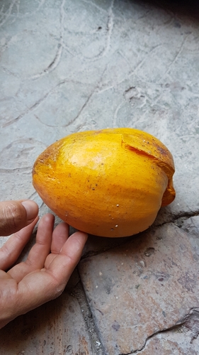 Pouteria campechiana