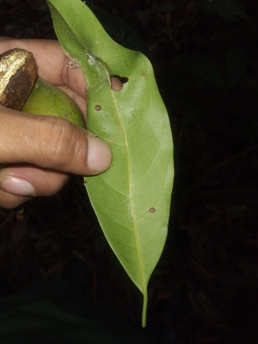 Pouteria chiricana