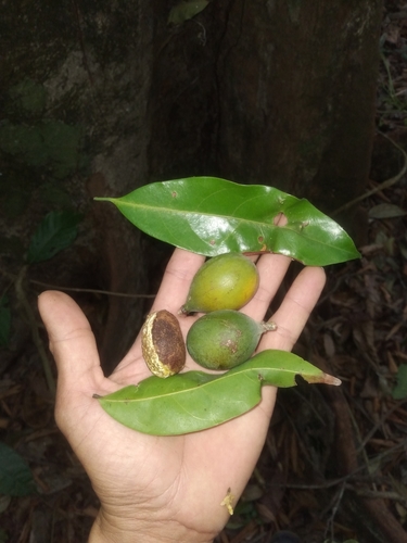 Pouteria chiricana
