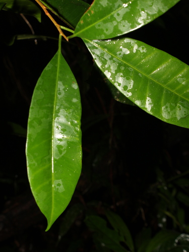Pouteria cuspidata subsp. robusta