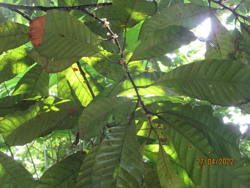 Pouteria durlandii