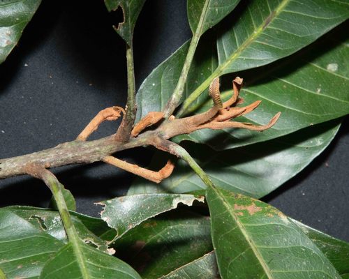 Pouteria franciscana