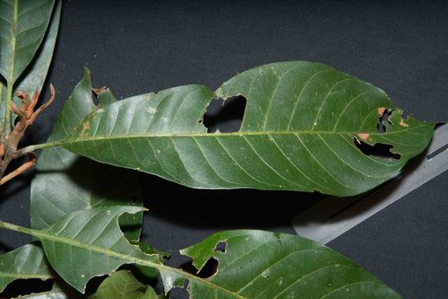 Pouteria franciscana