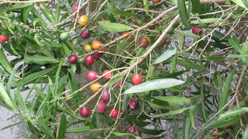 Pouteria gardneriana