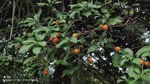 Pouteria guianensis
