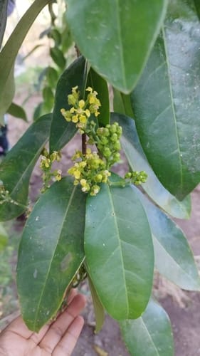 Pouteria lucuma