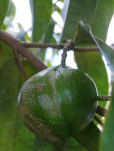 Pouteria lucuma