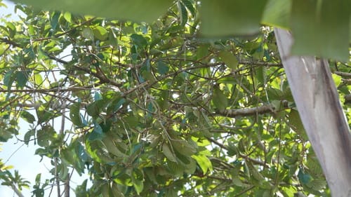 Pouteria macrophylla