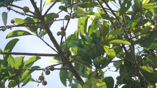 Pouteria macrophylla