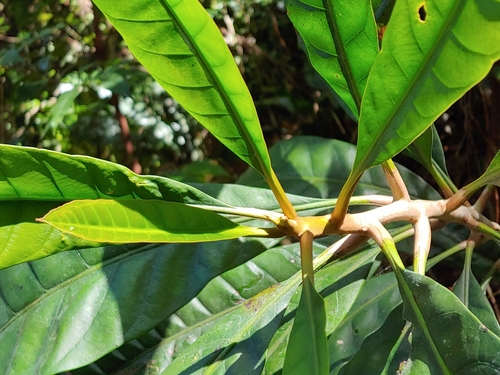 Pouteria multiflora