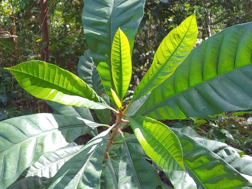 Pouteria multiflora