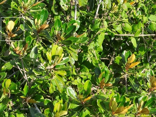 Pouteria opposita