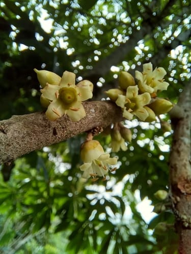 Pouteria sapota