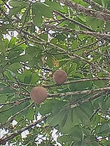 Pouteria sapota