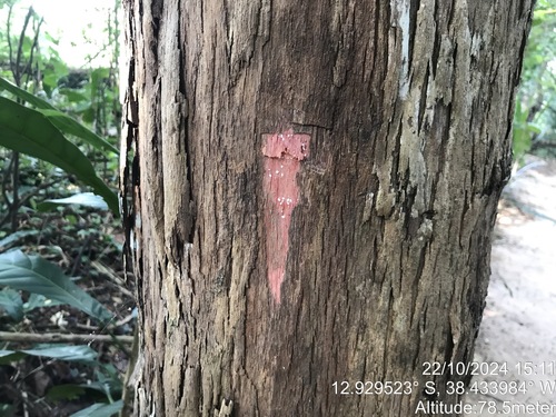 Pouteria venosa subsp. amazonica