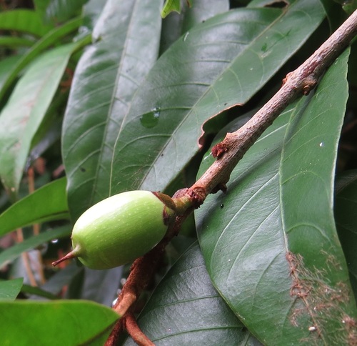 Pouteria xerocarpa