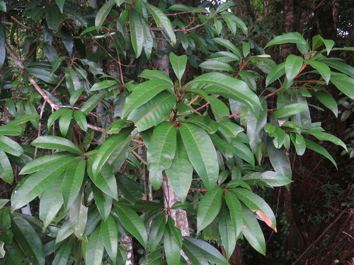 Pouteria xerocarpa
