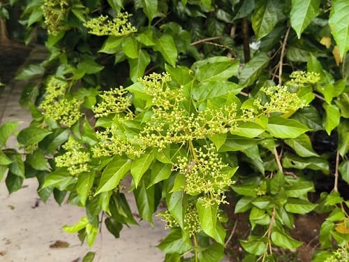 Premna cordifolia