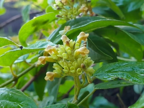 Premna corymbosa
