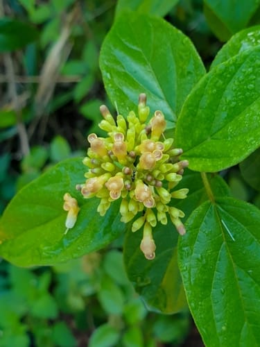 Premna corymbosa