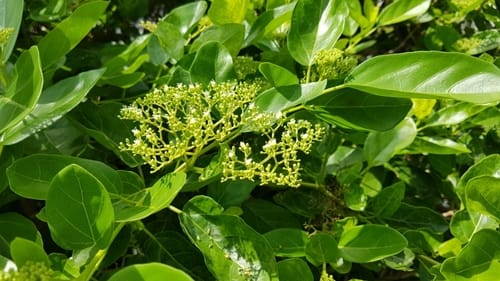 Premna foetida