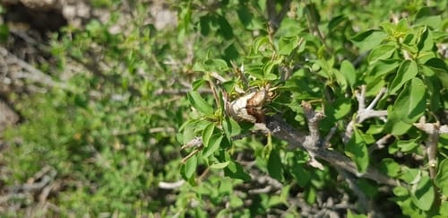 Premna resinosa