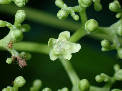 Premna serratifolia