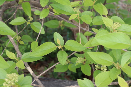 Premna tomentosa