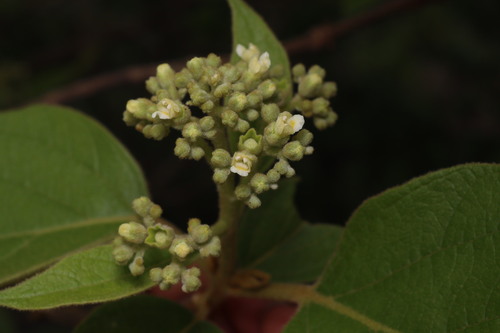 Premna tomentosa