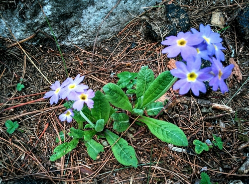 Primula denticulata