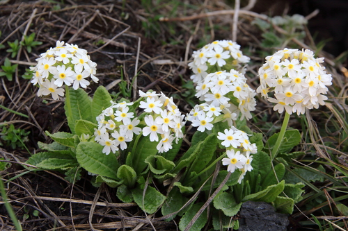 Primula denticulata