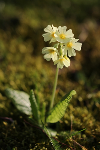 Primula elatior
