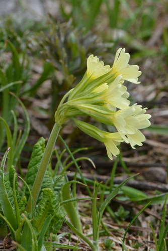Primula intricata