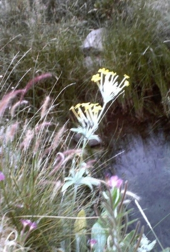 Primula verticillata