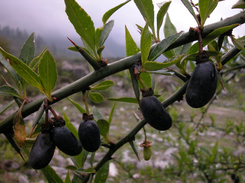 Prinsepia utilis