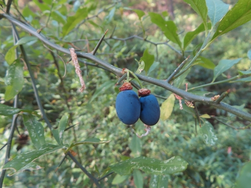 Prinsepia utilis