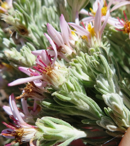Printzia aromatica