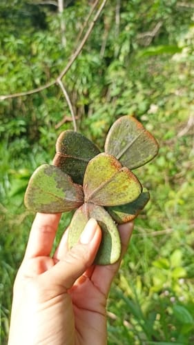 Prionostemma aspera