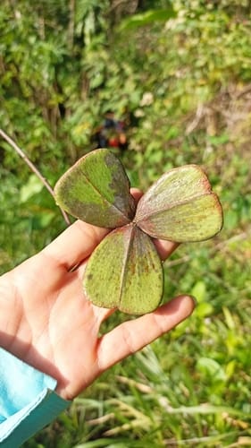 Prionostemma aspera