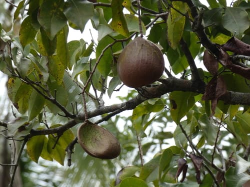 Prioria copaifera