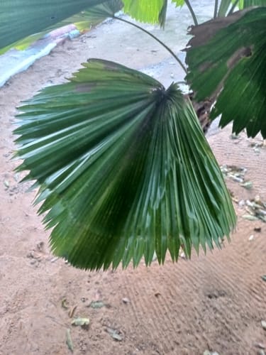 Pritchardia pacifica