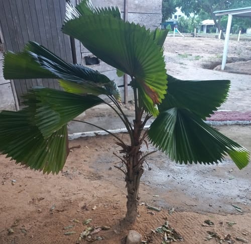 Pritchardia pacifica