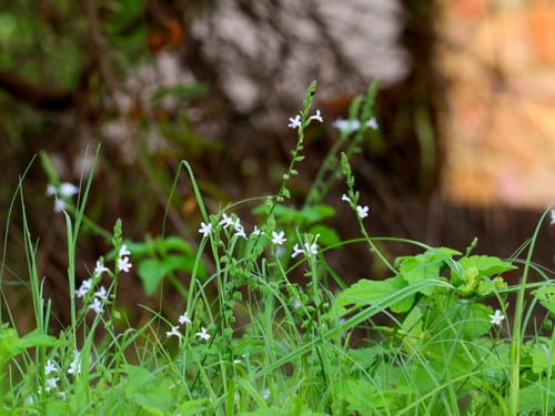 Priva cordifolia