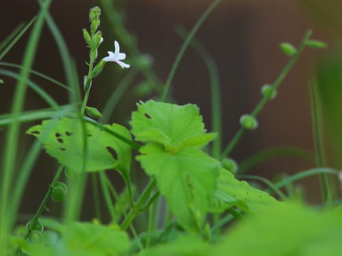 Priva cordifolia