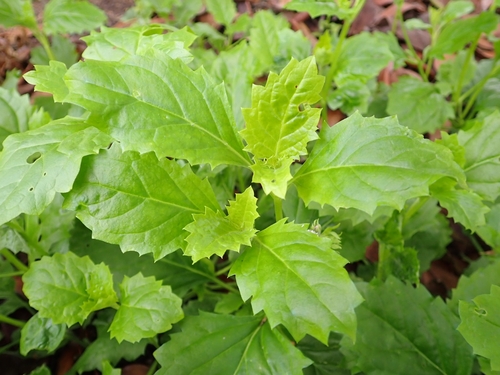 Priva laevis