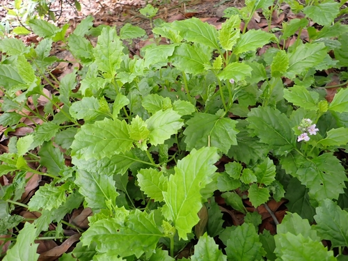Priva laevis