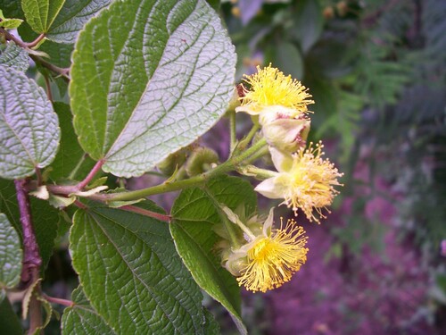 Prockia crucis
